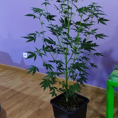 Genética desconocida growlog photo: Super grande, a crecido mucho en 2 semanas.. ya se le ven los cogollos, son bastantes.