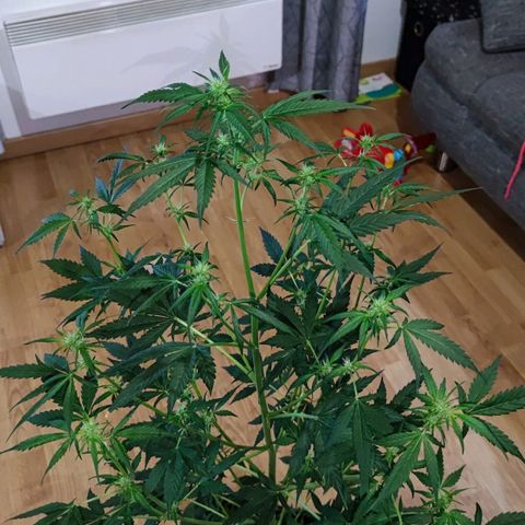 Genética desconocida growlog photo: Super grande, a crecido mucho en 2 semanas.. ya se le ven los cogollos, son bastantes.
