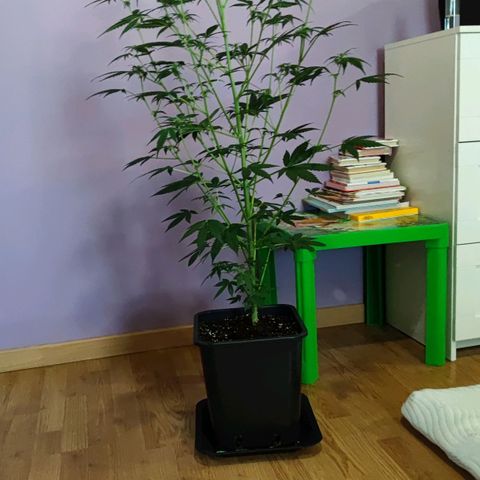 Genética desconocida growlog photo: Así está nuestra plantica cogollando.