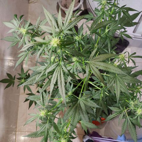 Genética desconocida growlog timeline photo