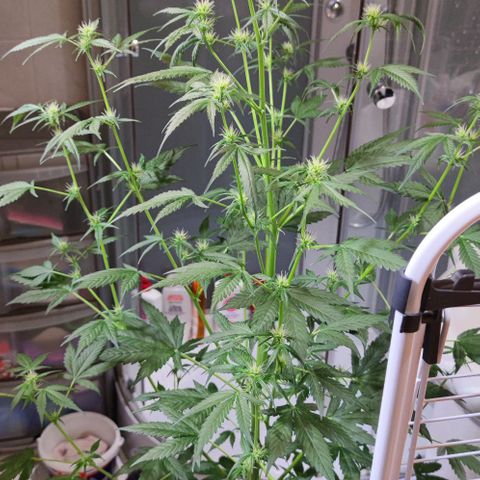 Genética desconocida growlog timeline photo