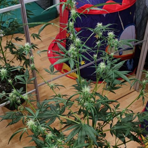 Genética desconocida growlog timeline photo
