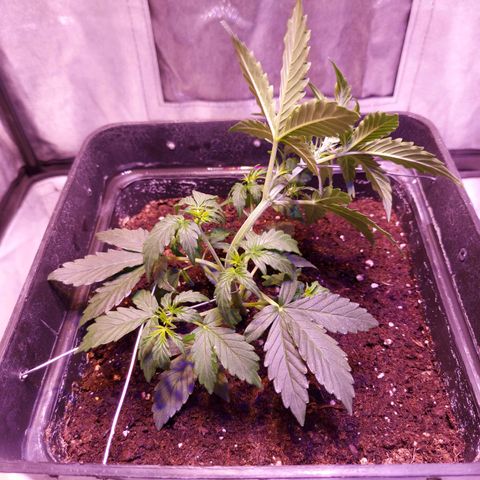Red Critical Auto growlog photo: Empezando entrenamiento LST