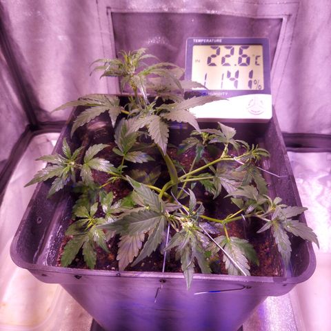 Red Critical Auto growlog photo: 3 días de aplicar entrenamiento LST