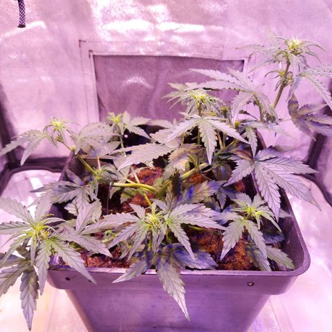 Red Critical Auto growlog photo: Pasando a floracion