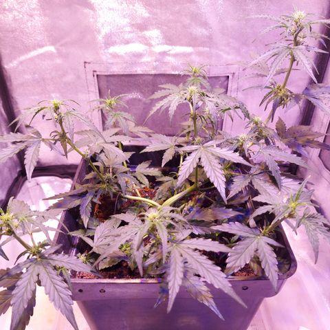 Red Critical Auto growlog timeline photo
