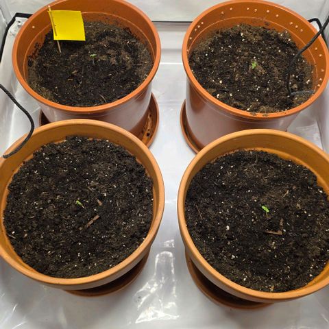 Hawaii Maui Waui Automatic - T4 growlog timeline photo