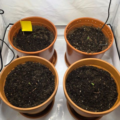 Purple Skunk Automatic - T3 growlog timeline photo