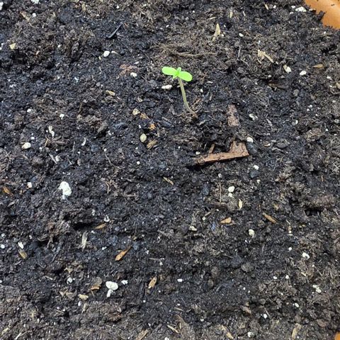 Sticky Orange XXL Automatic - T2 growlog timeline photo