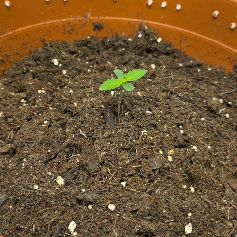 Hawaii Maui Waui Automatic - T4 growlog timeline photo