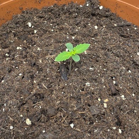 Hawaii Maui Waui Automatic - T4 growlog timeline photo
