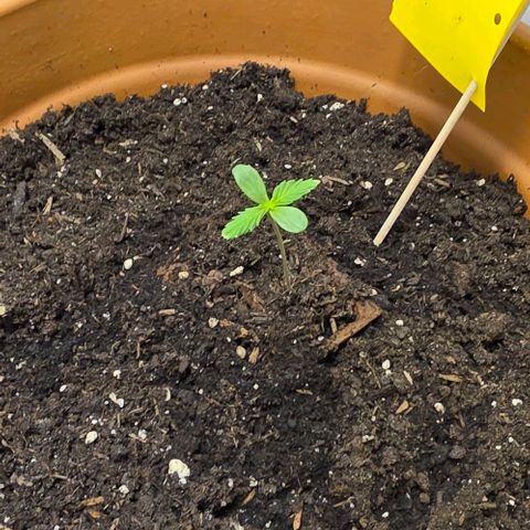 Sticky Orange XXL Automatic - T2 growlog timeline photo