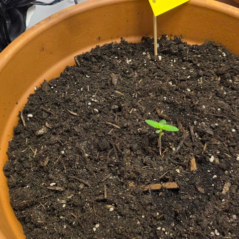 White Skunk Automatic - T1 growlog timeline photo