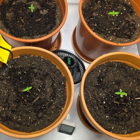 Hawaii Maui Waui Automatic - T4 growlog timeline photo
