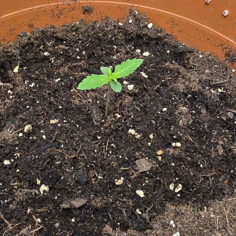 Hawaii Maui Waui Automatic - T4 growlog timeline photo