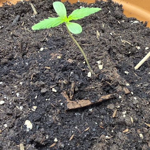 Sticky Orange XXL Automatic - T2 growlog timeline photo