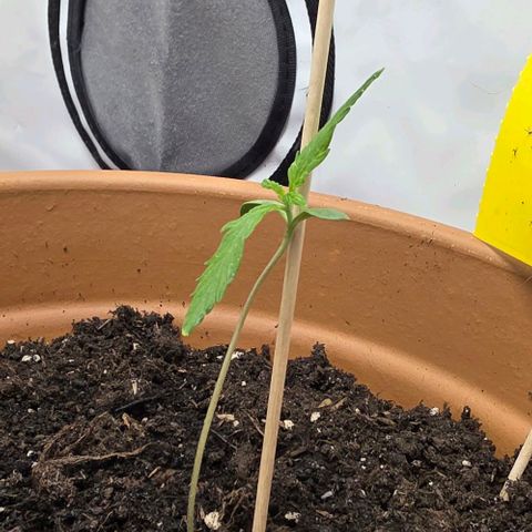 Sticky Orange XXL Automatic - T2 growlog photo: Irgendwie hat sich der kleine racker hingelegt. Hab ihm jetzt nen Stab zur Unterstützung gegeben.