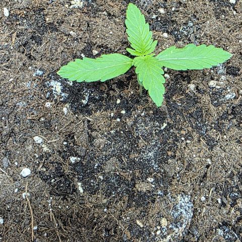 Hawaii Maui Waui Automatic - T4 growlog photo: Very sad. This one got a massive mold attack. Tried to safe him with a temporarily smaller pot. All that i had available on short notice. Lets hope he survives the transfer. He didnt have many roots yet. So my hopes are up high hahaha