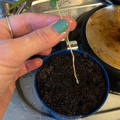 Hawaii Maui Waui Automatic - T4 growlog photo: Very sad. This one got a massive mold attack. Tried to safe him with a temporarily smaller pot. All that i had available on short notice. Lets hope he survives the transfer. He didnt have many roots yet. So my hopes are up high hahaha