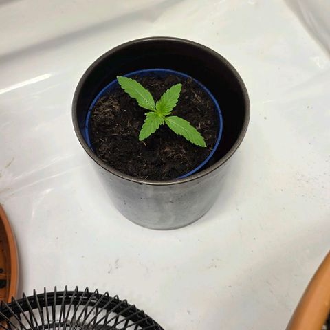 Hawaii Maui Waui Automatic - T4 growlog timeline photo