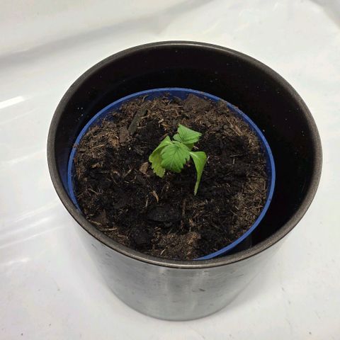 Hawaii Maui Waui Automatic - T4 growlog photo: Hat das vor dem schimmel retten und umtopfen nicht so gut vertragen. Ich weiß nicht ob er überlebt