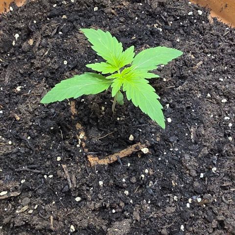 White Skunk Automatic - T1 growlog timeline photo