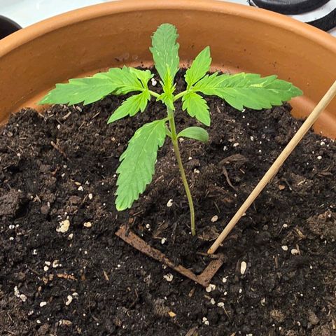 Sticky Orange XXL Automatic - T2 growlog timeline photo
