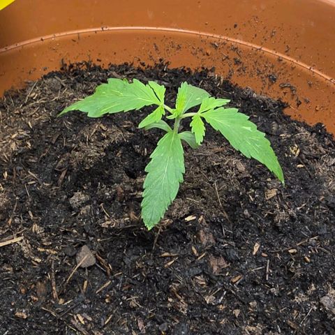 Purple Skunk Automatic - T3 growlog timeline photo