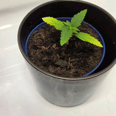 Hawaii Maui Waui Automatic - T4 growlog photo: She seems to survive. Yippi