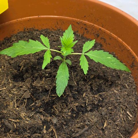 Purple Skunk Automatic - T3 growlog timeline photo