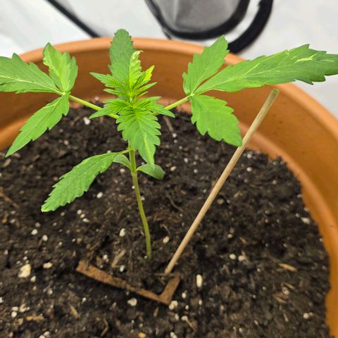 Sticky Orange XXL Automatic - T2 growlog timeline photo