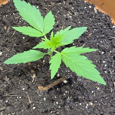 White Skunk Automatic - T1 growlog timeline photo