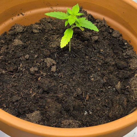 Hawaii Maui Waui Automatic - T4 growlog photo: Back into a big pot. Fingers crossed no new mold will come 