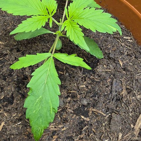 Purple Skunk Automatic - T3 growlog timeline photo