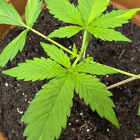 Sticky Orange XXL Automatic - T2 growlog timeline photo