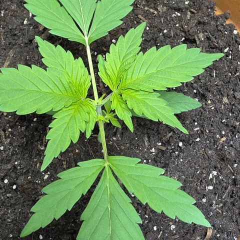 White Skunk Automatic - T1 growlog timeline photo