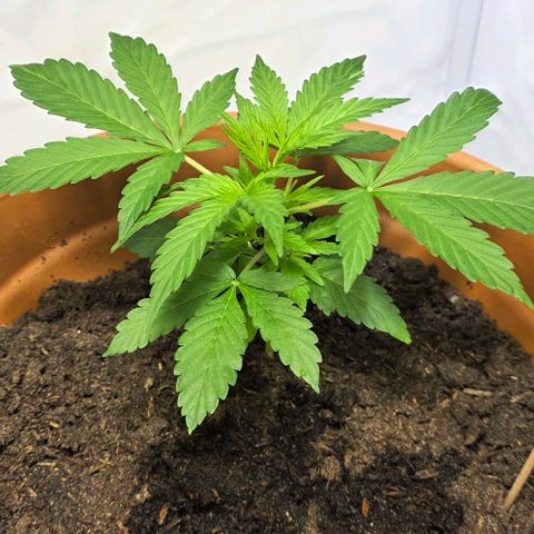 Hawaii Maui Waui Automatic - T4 growlog timeline photo