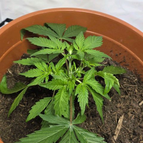 Purple Skunk Automatic - T3 growlog timeline photo
