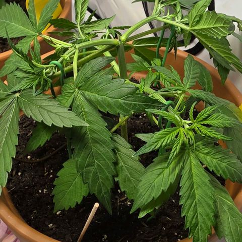 Sticky Orange XXL Automatic - T2 growlog timeline photo