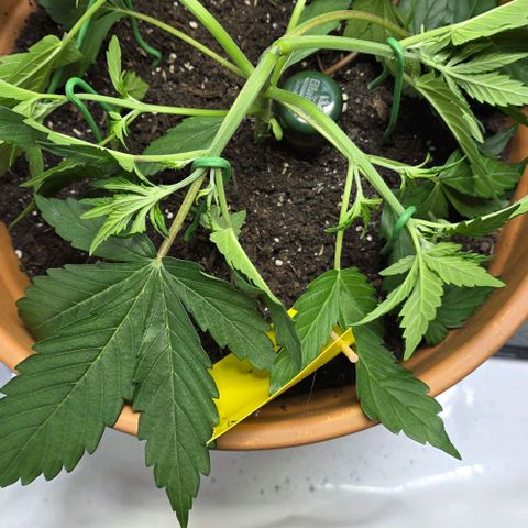 White Skunk Automatic - T1 growlog photo: Low stress training