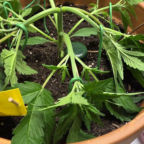 White Skunk Automatic - T1 growlog photo: Low stress training
