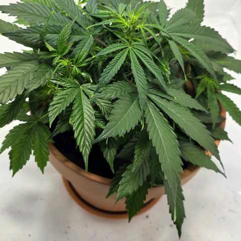 Hawaii Maui Waui Automatic - T4 growlog timeline photo