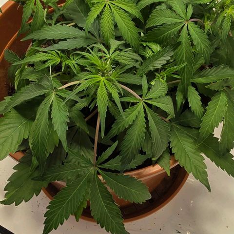 Purple Skunk Automatic - T3 growlog timeline photo
