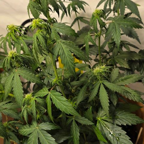 Sticky Orange XXL Automatic - T2 growlog timeline photo