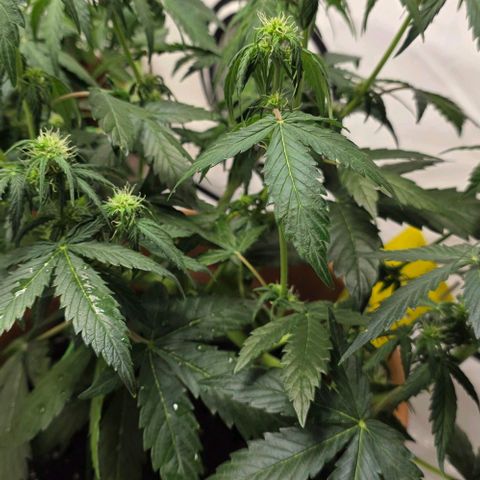Sticky Orange XXL Automatic - T2 growlog timeline photo
