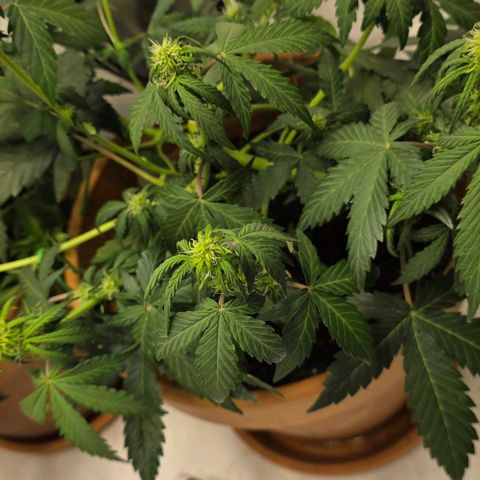 Sticky Orange XXL Automatic - T2 growlog timeline photo