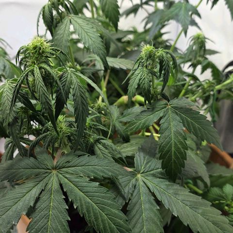 Sticky Orange XXL Automatic - T2 growlog timeline photo