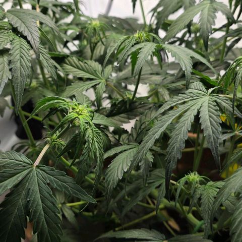 White Skunk Automatic - T1 growlog timeline photo