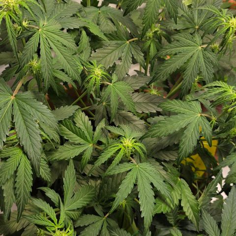 White Skunk Automatic - T1 growlog timeline photo