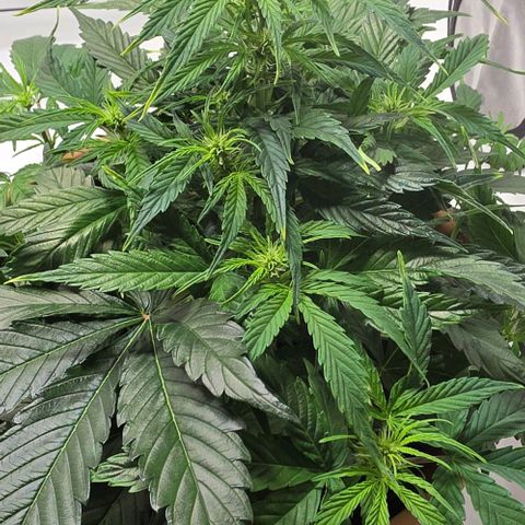 Hawaii Maui Waui Automatic - T4 growlog timeline photo